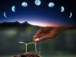 As fases da lua têm influência no crescimento das plantas?