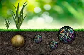 Aliadas invisíveis: bactérias PGPR fortalecem as plantas e combatem a seca nas raízes