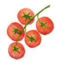 Tomatoes