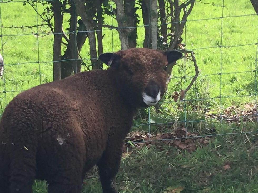 Ryeland Lamb Chocolate 2