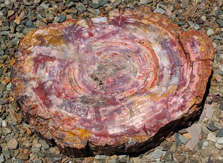 Day 2: Road Trip in the Time of Covid