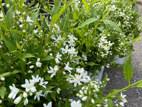 Vita blommor till trädgården
