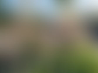 Välkomnande rabatt i halvskugga