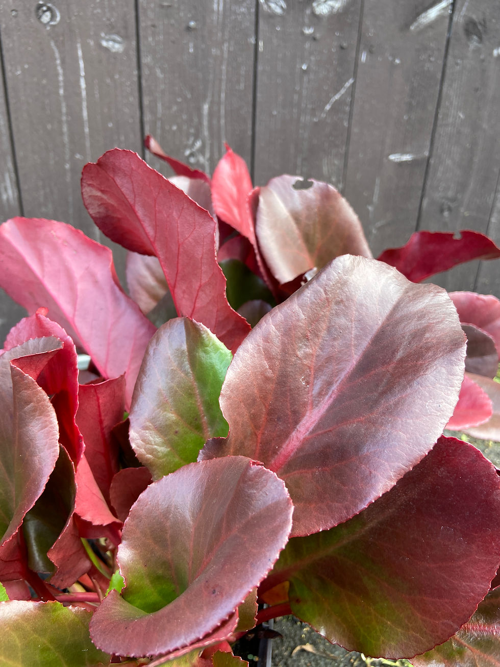 bergenia rödbladig