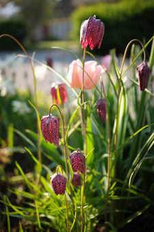 Plantering framsida hus
