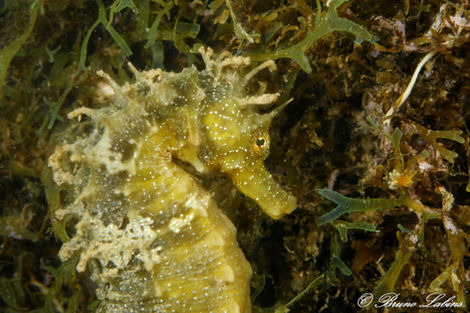 Stage Bio à Thau - Juin 2024