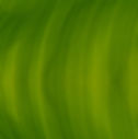 Green Banana Leaf Texture