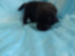 Blue boy
