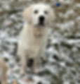 Bailey and Ollie_edited