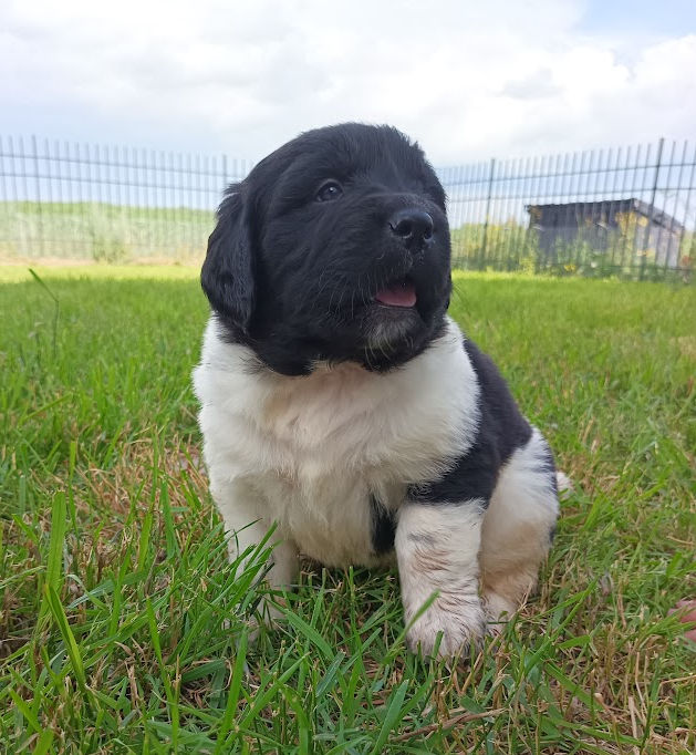 landseer boy4_edited