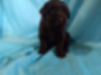 Chocolate Chunk 2