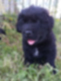loki1