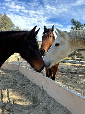 horses.JPEG