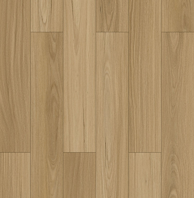 Coastal Blackbutt