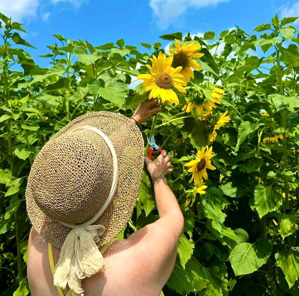 you pick sunflowers