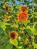 sunflowers