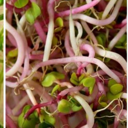 How to Sprout Seeds & Grains