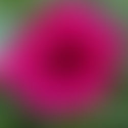 Beltane - The Great Wedding of Nature.  Creation, Sensuality & Abundance!