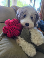 Tricolor Bernedoodle puppy from O’Hearon’s Amazing Puppies in Utah
