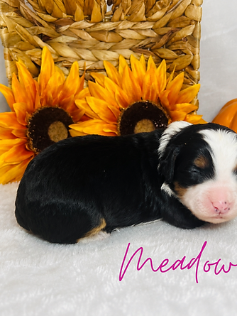 Meadow, a tricolor female Ultra Bernedoodle puppy, resting on a white blanket beside sunflowers