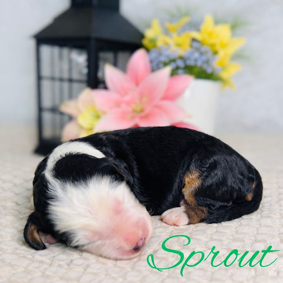 Thumbnail: SPROUT