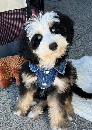 Bernedoodle puppy Luna from O'Hearon's Amazing Puppies in Utah