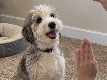 Bernedoodle puppy training and recall practice with positive reinforcement