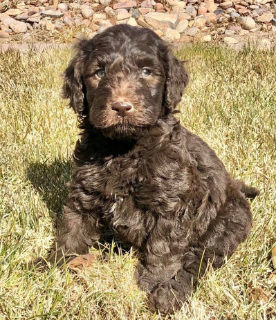 Brown Bernedoodle puppy from a past O’Hearon’s Amazing Puppies litter outdoors