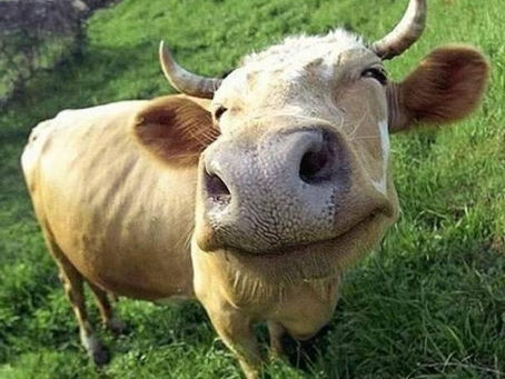 The Impact of Social Media on Veganism
