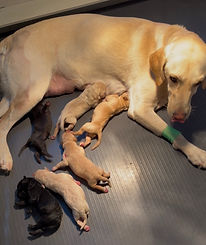 Butter / Drake Litter