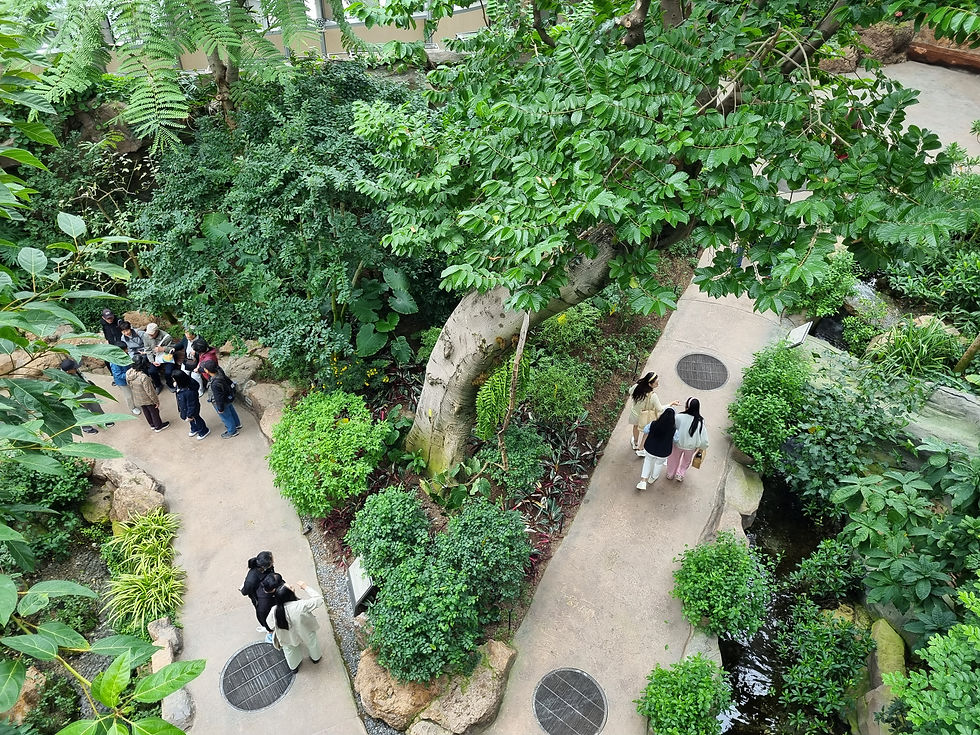 โซนป่าฝนเขตร้ ไฮไลท์: จำลองป่าฝนเขียวชอุ่ม มีทางเดินลอยฟ้า (Skywalk) ให้ชมทิวทัศน์จากมุมสูง น้ำตกจำลองขนาดใหญ่ และพืชพรรณเขตร้อนหายาก บรรยากาศเย็นสบายและชุ่มชื้นตลอดปี