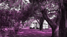 Rosevale Romance