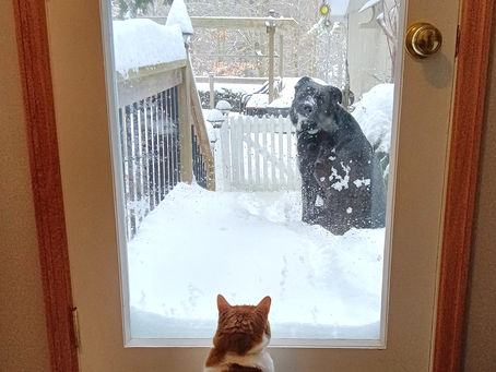 Snow! More Video Clips, Racehorses, and 'Molly' a Story!