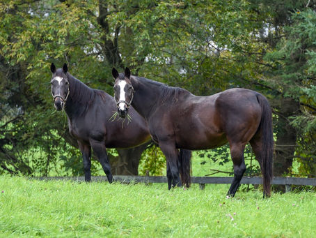 Horse Birthdays and Races, Racehorses Update, and 'Humble Pie'!