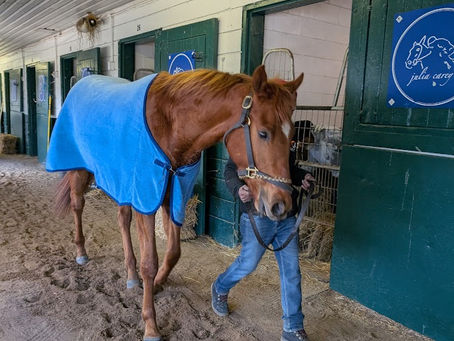 Pics and Videos of Our Racehorses! Book Launch Videos and Mini Story!