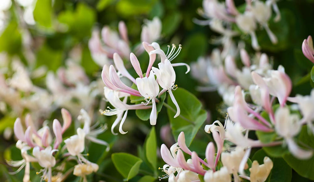 Honeysuckle