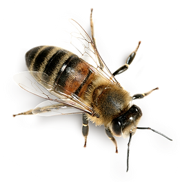 bee_PNG74730-2232556984_edited.png