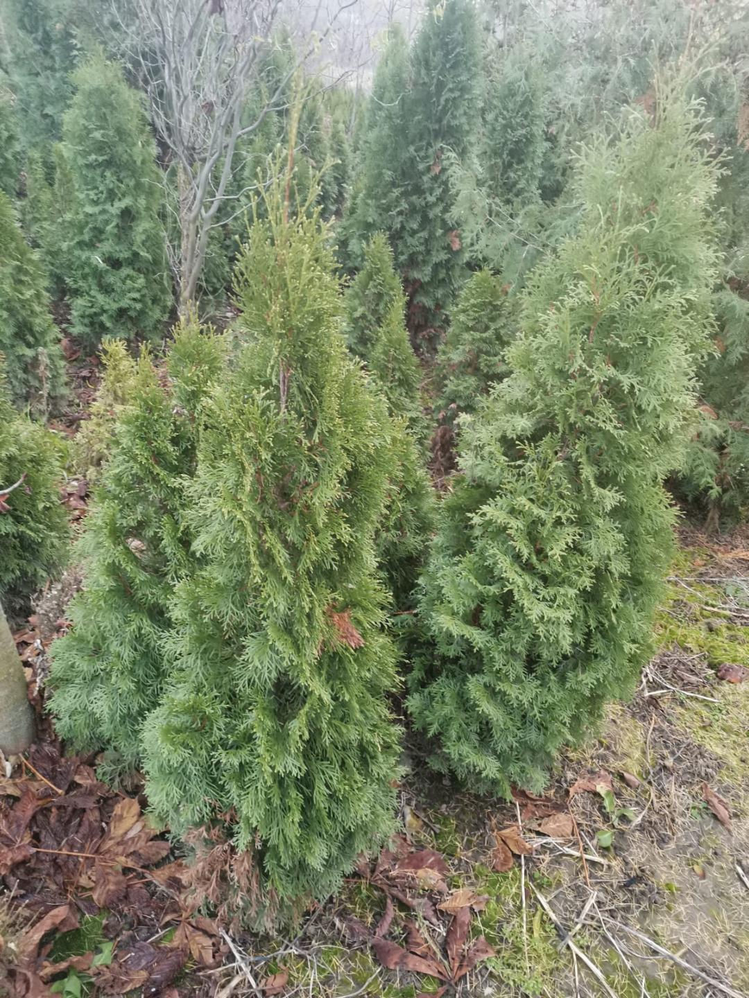 Tuia (Tuia columnaris) >200 cm