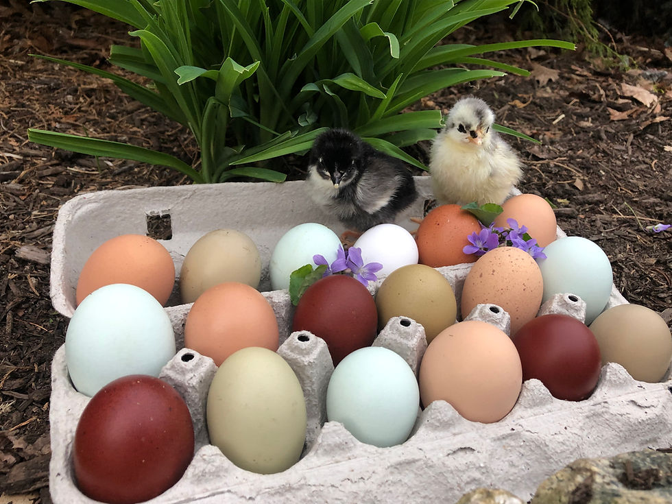 Thumbnail: Rainbow Hatching Eggs (1 dozen+2)