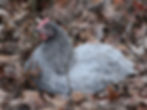 Thumbnail: Croad Langshan Chicks