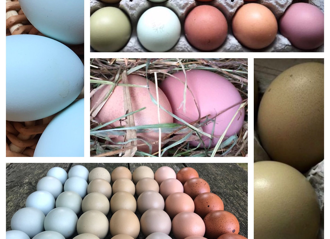 Rainbow Hatching Eggs (1 Dozen) Spectrum Poultry