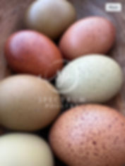 Homesteaders Chick Box (8 chicks)
