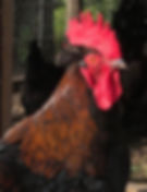 Thumbnail: Black Copper Marans Eggs (1 dozen+2)