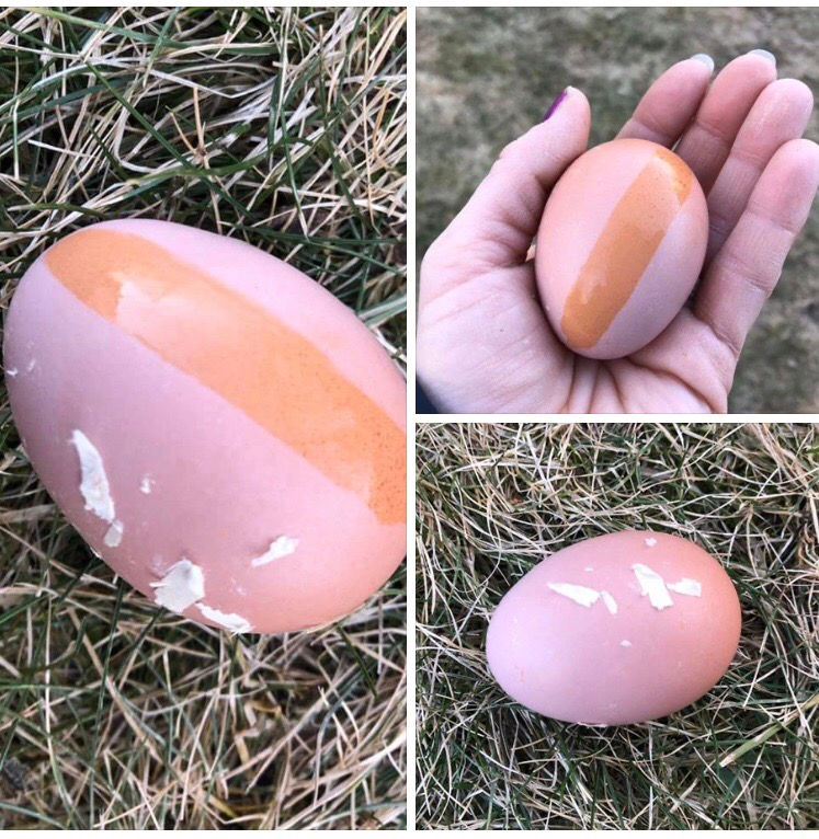 Thumbnail: Croad Langshan Eggs (1 dozen +2)