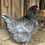 Thumbnail: 6 Olive Egger Eggs (1/2 dozen+1)