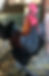 Thumbnail: Homesteaders Chick Box (8 chicks)