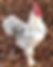 Thumbnail: Croad Langshan Eggs (1 dozen +2)