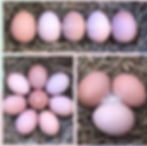 Thumbnail: Croad Langshan Eggs (1 dozen +2)