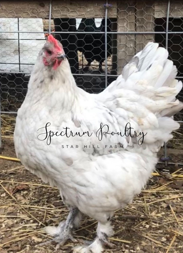 Thumbnail: Croad Langshan Chicks
