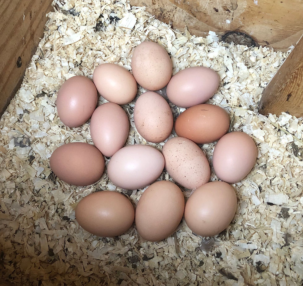 Thumbnail: 6 Croad Langshan Eggs (1/2 dozen+1)
